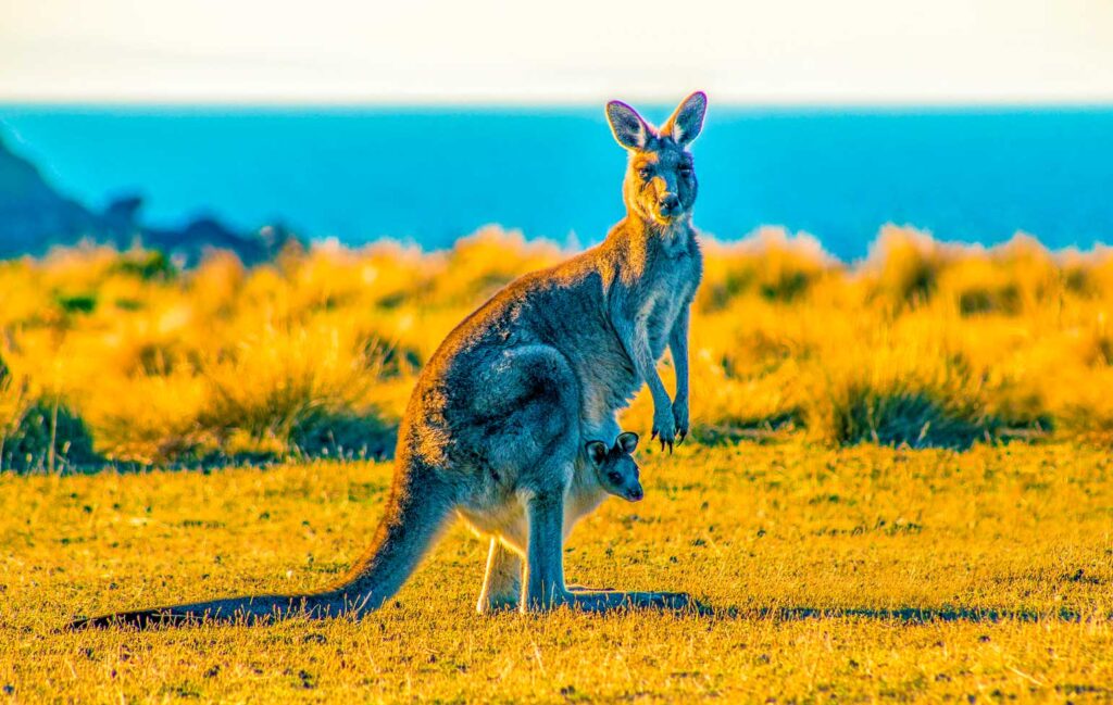 Ondrej-Machart-kangaroo-island-travel-bucket-listOndrej-Machart-kangaroo-island-travel-bucket-list