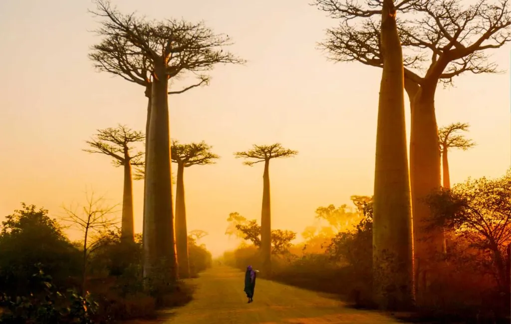 Yasmine-Arfaoui-madagascar-baobabs-bucket-list-travels