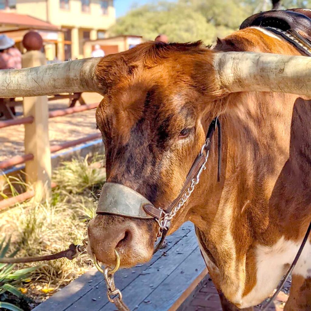 cows-on-the-ranch-long-horn-fun-facts-about-texas