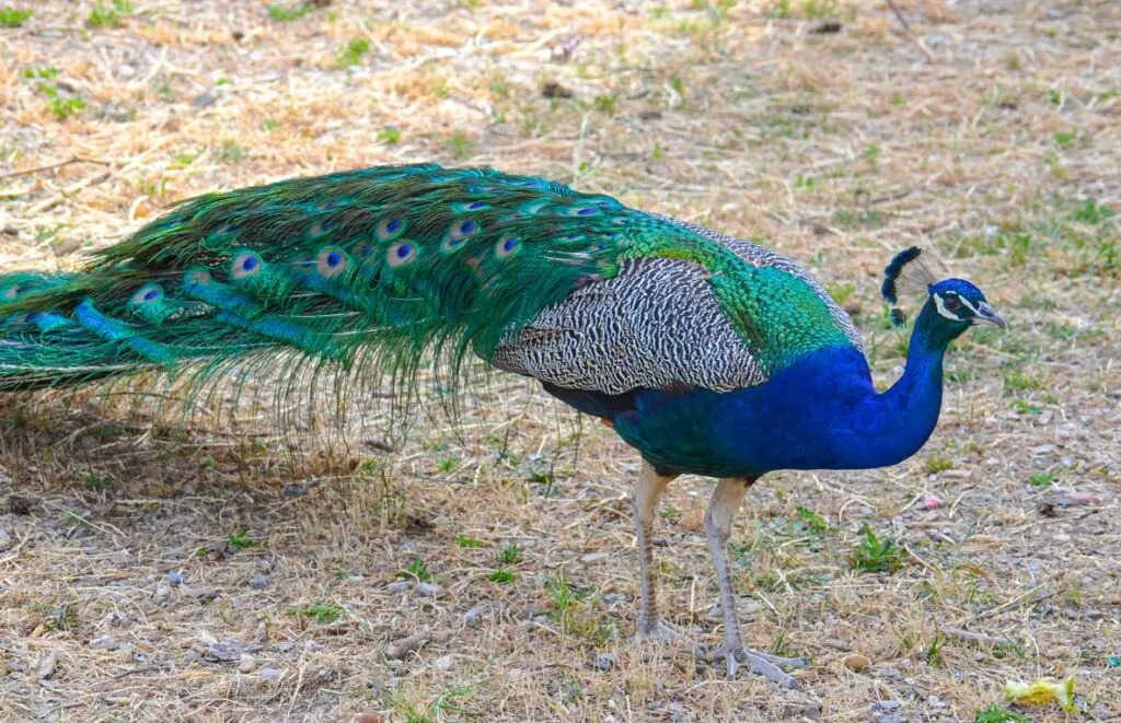 peacock-in-croatia-bucket-list-travels