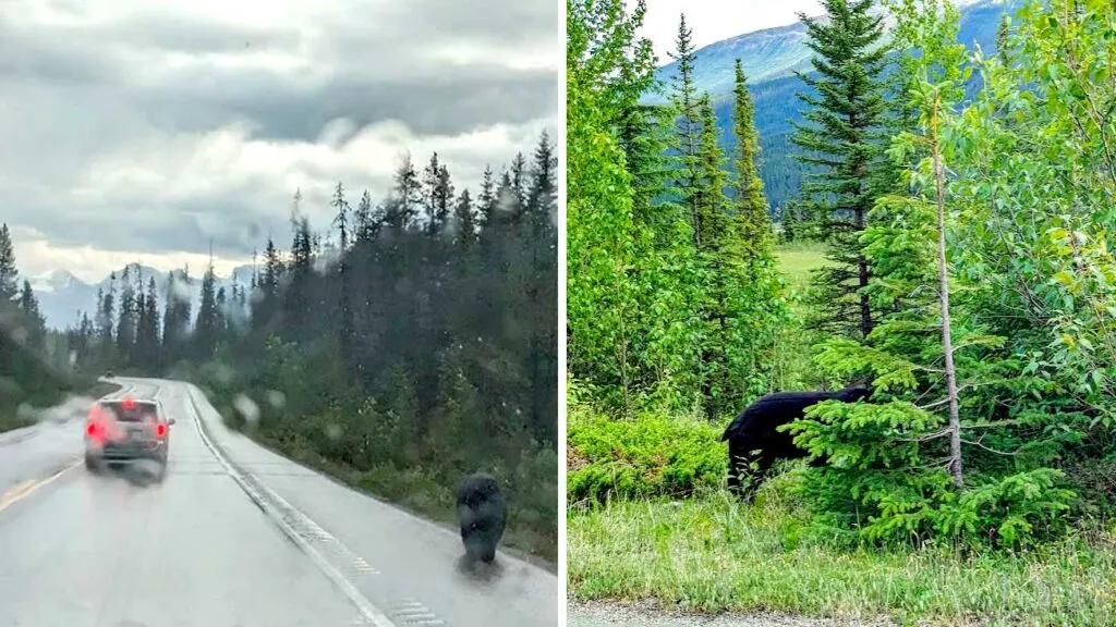 bear-sightings-in-banff-national-park-canada