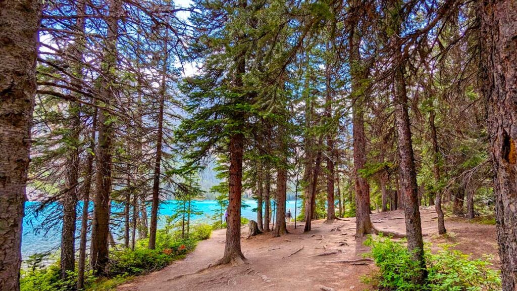 lakeshore-trail-around-moraine-lake-through-trees