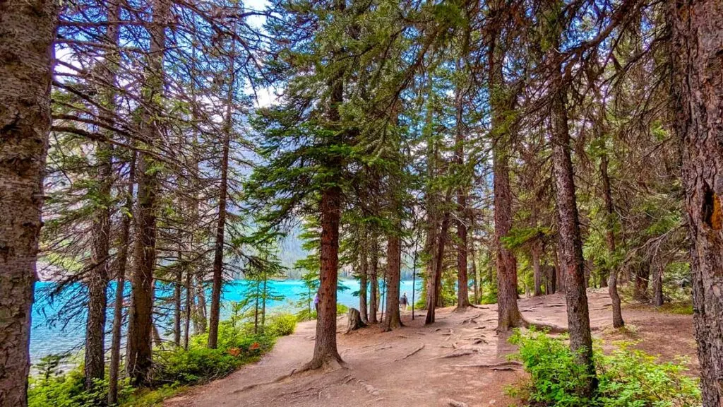 lakeshore-trail-around-moraine-lake-through-trees