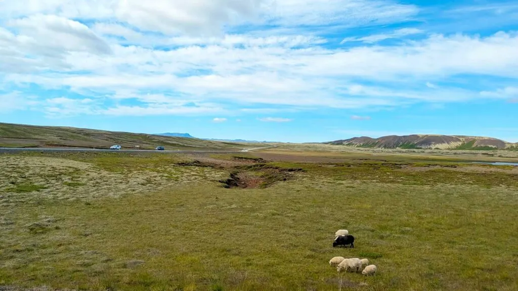 sheep-on-the-side-of-the-road-golden-circle-driving-Iceland