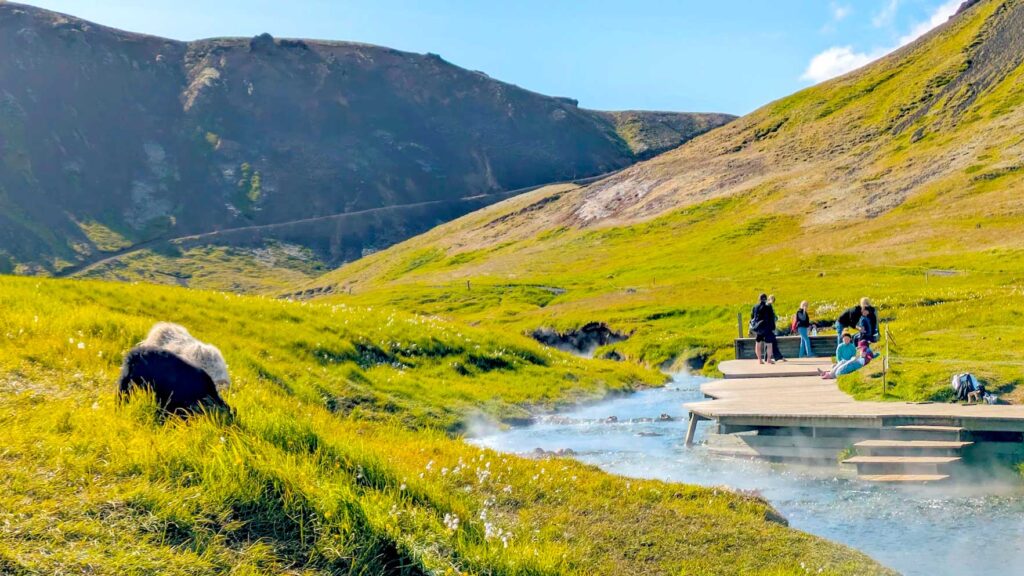 wild-sheep-at-reykjadalur-thermal-hot-spring-hike