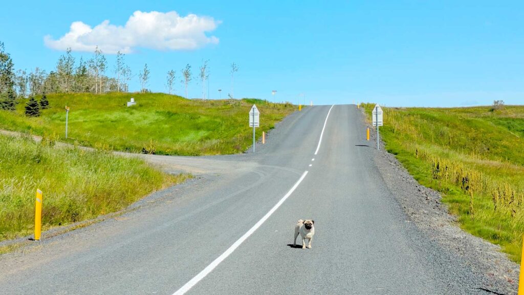 pug-in-the-middle-of-the-road-driving-in-Iceland