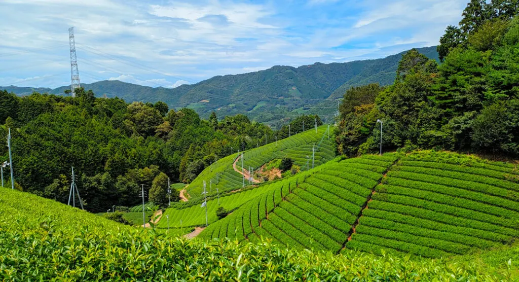 tea-fields-in-japan-