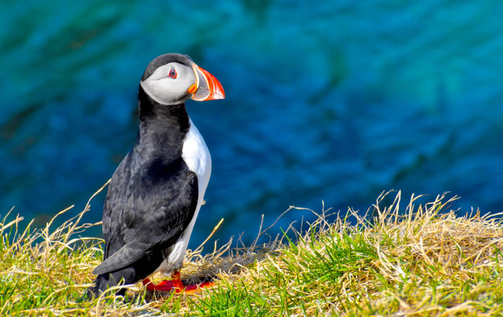 reykjavik-excursions-to-see-puffins