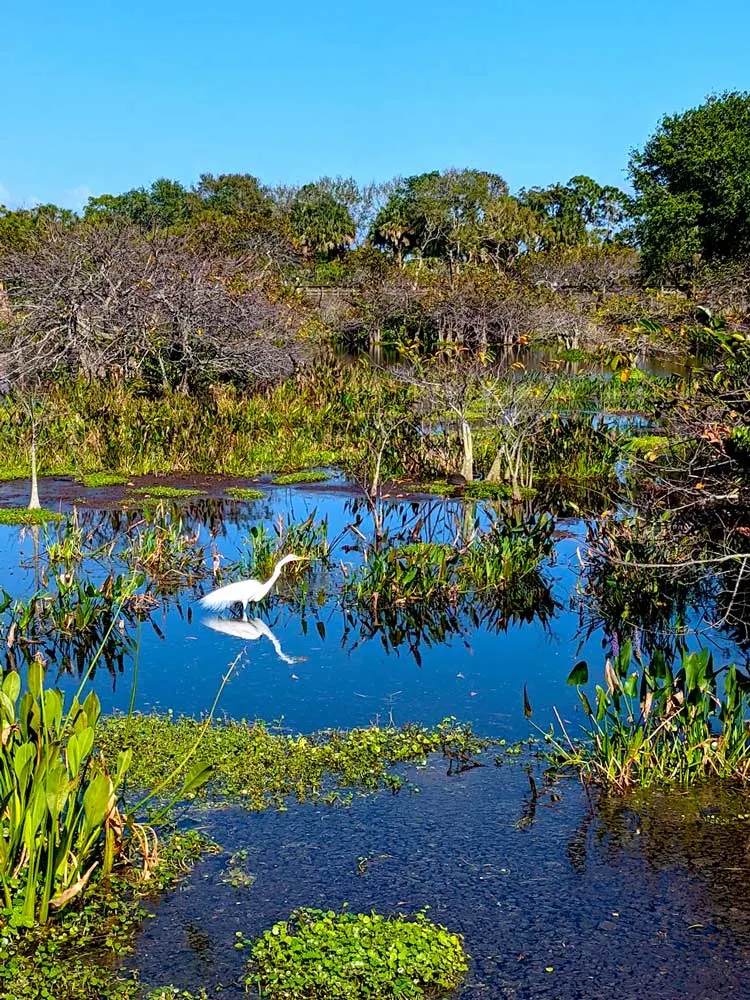 Wakodahatchee Wetlands near boca raton florida to see the wetlands and wildlife in the area. This is a marsh, with water and lake grass sticking out of the water. In the middle is a white crane. The water is so still that you can see his perfect reflection in the water. The trees line the distance before the clear blue skies take over