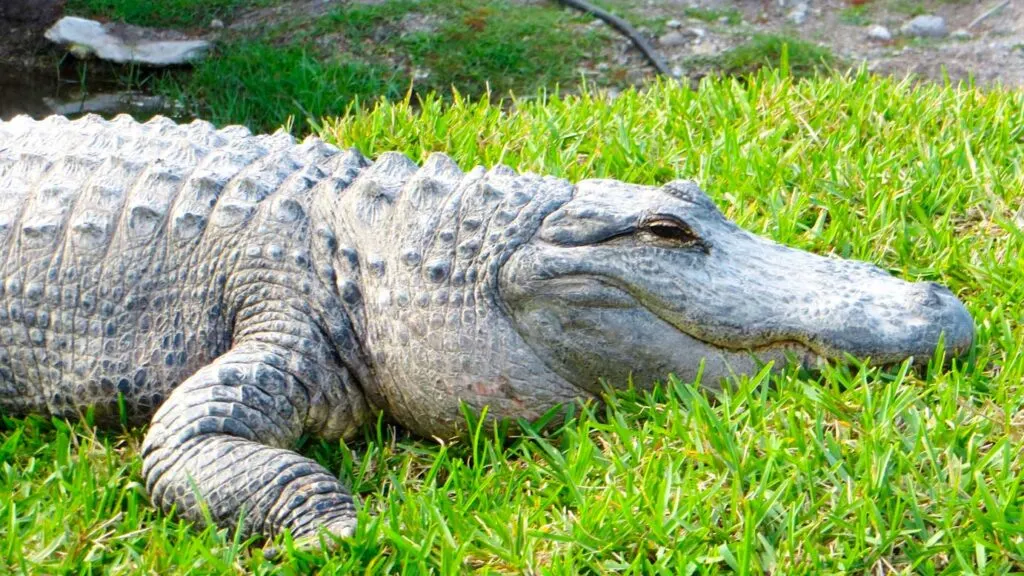 alligator-at-the-everglades-bear-boca-raton-florida-just-soaking-up-the-sun-in-the-grass