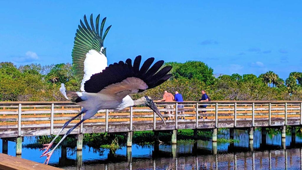 bird-taking-flight-wakadochee-wetlands-boca-raton-florida
