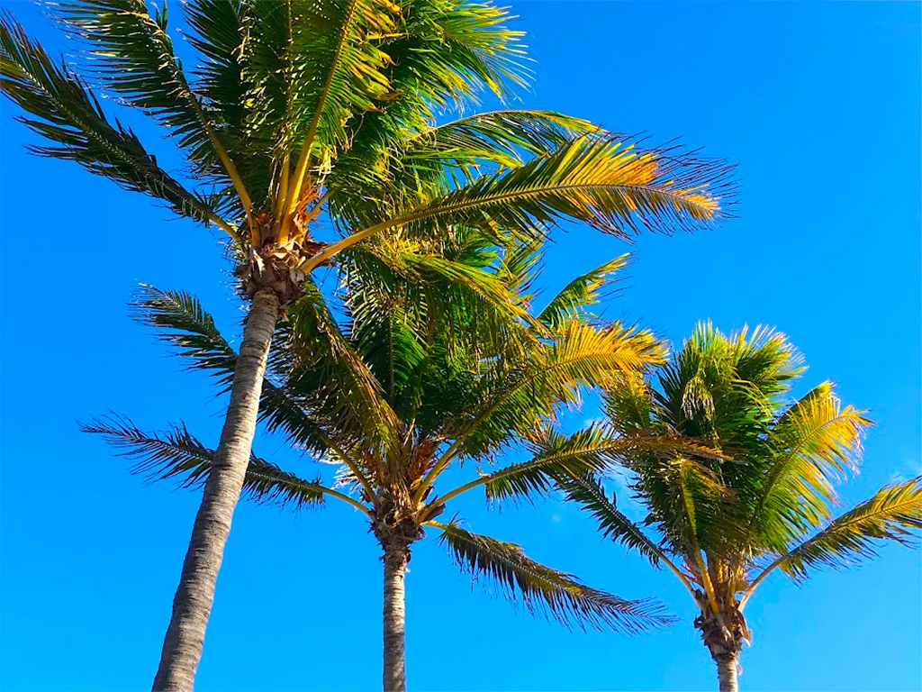 palm-trees-in-florida-