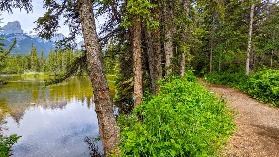 policemans creek trail when you turn left. There are two parts to the picture. On the right is the ungroomed pathway leading you further into the tree covered woods. To your left is the calm lake with a reflection of a mountain, you look up from the lake to see the giant mountain looming above. 