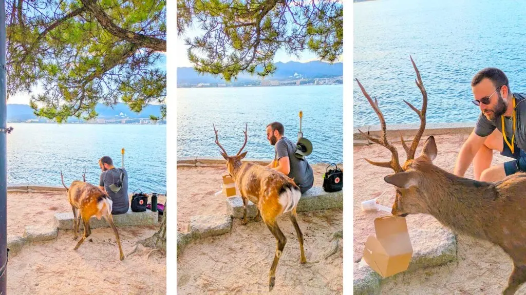 3 photos all showcase a man from behind sitting on a ledge overlooking the water. He's sitting on sand, a tree looms above him. Unbeknownst to him, a deer is sneaking up behind him...
The first photo is the farthest, you just see the deer right next to the man. 
The second photo the man has noticed the deer has picked up a take out food box and is started to leave with it. 
The third photo is much closer you clearly see the box in the deers mouth and the man is trying to take it back