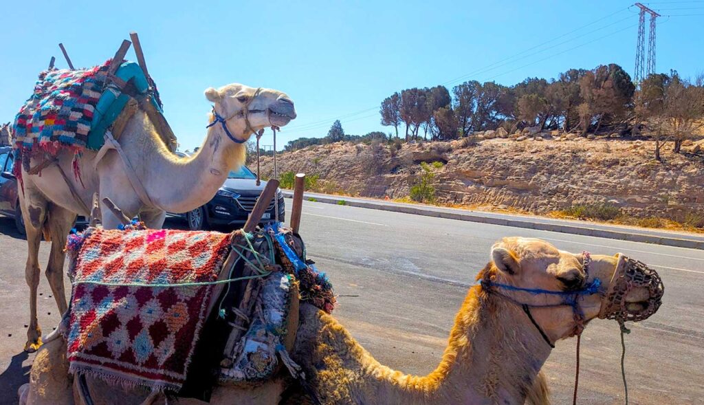 two camels on the side of the road in morocco. One is front is lying down with it's head raised, it's darker and more brown than the one standing behind it. They are each wearing a rope muzzle and a saddle, with a nice moroccan style rug on top for comfort