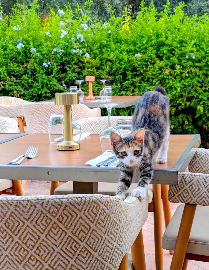 a calico kitten stands half on the table and chair at a restaurant. They're looking up with guilty eyes, they know they're not supposed to be there. 