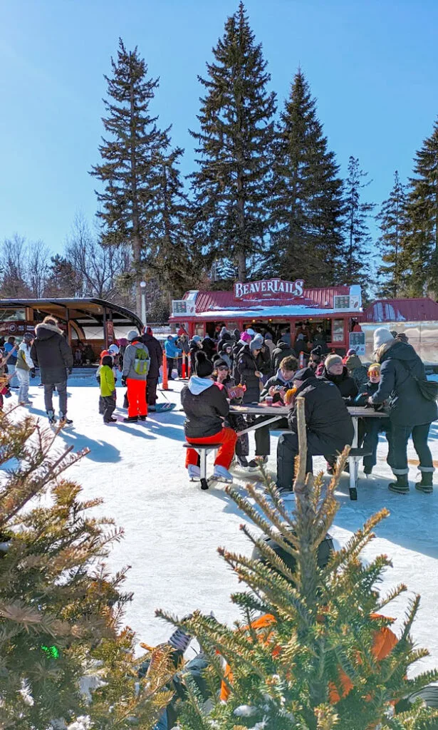 a sneak attack photo taken from behind an evergreen bush, the tree branches with prickly leaves are popping up at the bottom of the image slightly out of focus. Above that, in the background, are people standing in line, and sitting at picnic benches. They are all dressed in full winter gear and wearing skates. Behind the crowds, above everyonw is a small cabin with the sign for beaver tails. Behind the food stall are some tall evergreen trees above them on land. This is all on ice. 