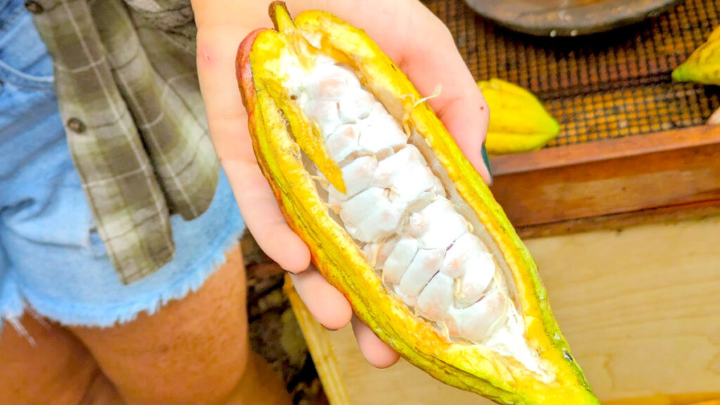 a closeup of someone showing the inside of a cacao pod. The pod has a yellow exterior, it was nicely sliced to show perfect white (and a bit shiny) cacao beans inside. 