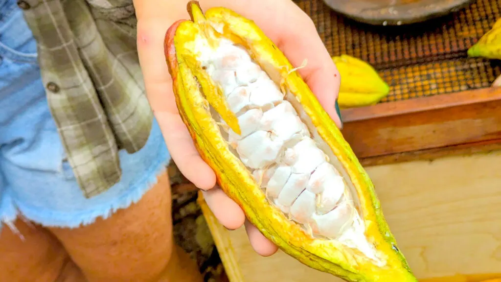 a closeup of someone showing the inside of a cacao pod. The pod has a yellow exterior, it was nicely sliced to show perfect white (and a bit shiny) cacao beans inside.