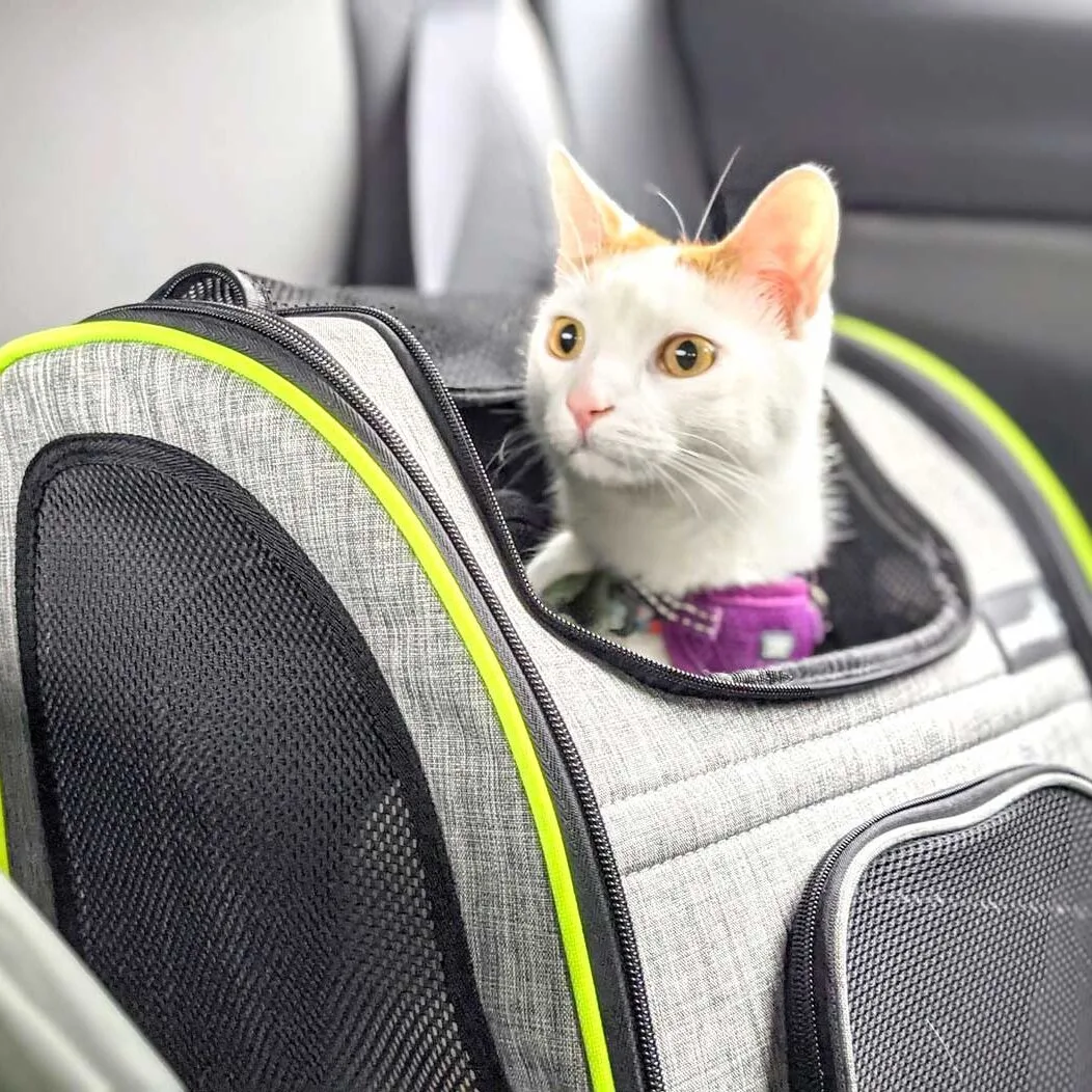 travel-cat-in-a-car