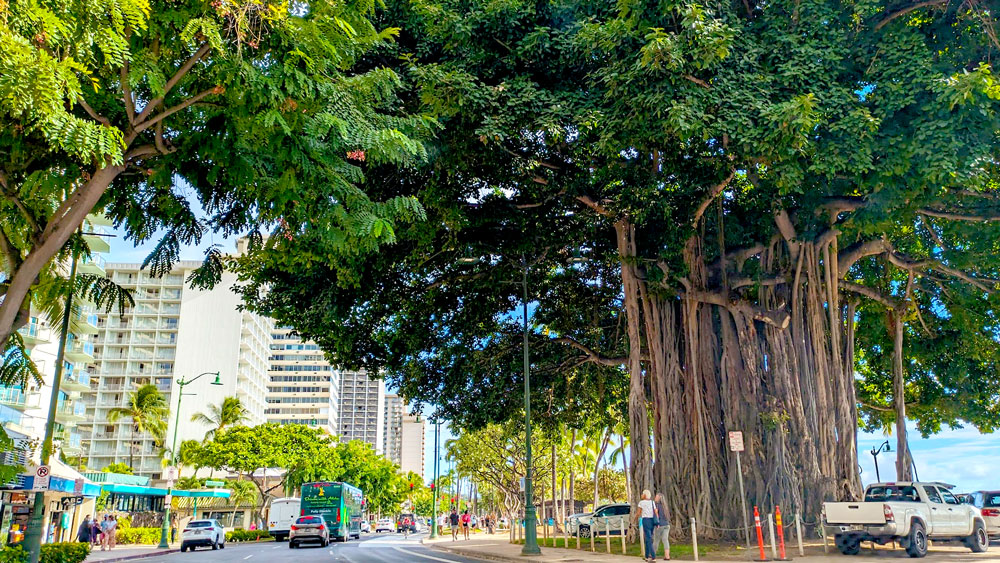 a larger than life banyan tree takes over the sidewalk and the street underneath it. Cars drive by completely in the shade even though it's a gorgeous sunny day. Buildings and street vendors line the opposite side of the street