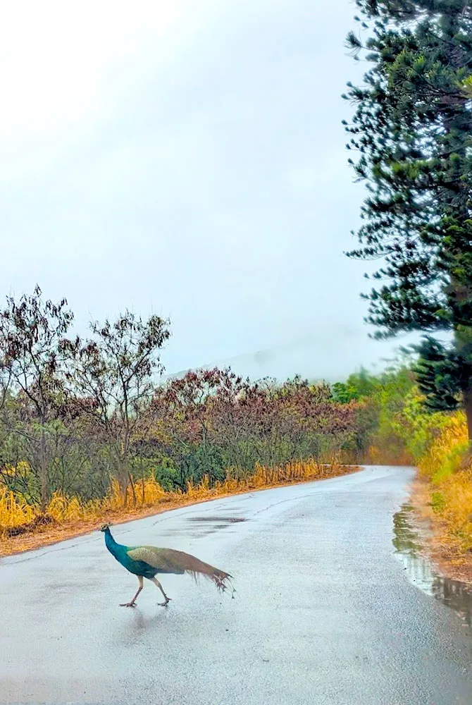 please stop for peacock crossing while on the north shore in oahu. It's rained, the roads are darker and wet with some puddle. Smack in the middle of the winding paved road is a male peacock. Bright blue feathers on his torso up to his head. His feathers are not puffed out though as he walks on a mission. The clouds are overcast, but there are yellow plants lining the side of the road, adding some much needed colour to this otherwise unsaturated photo.