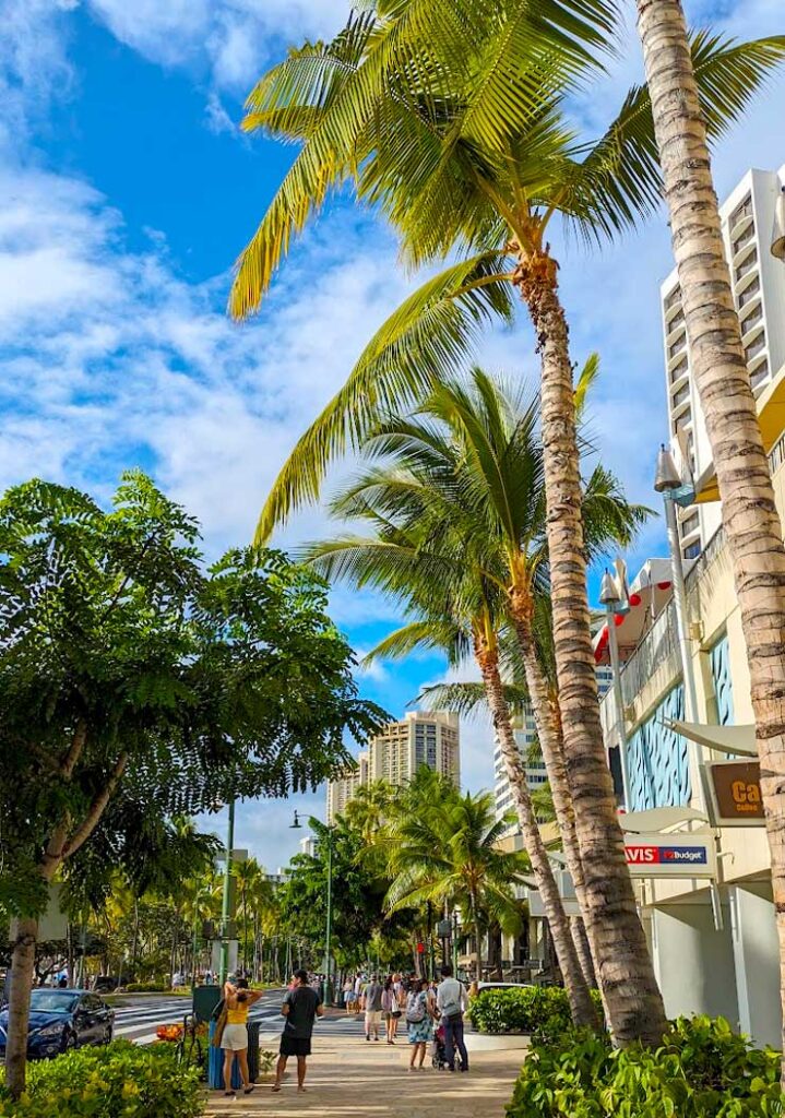 a vertical view of kalakaua avenue from the wide beige stone sidewalk. There are palm trees towering above on the ride, on the left there are shorter but very leafy green trees. People are walking on the sidewalk and cars drive by on the road. You can't really see what the buildings are behind all the trees