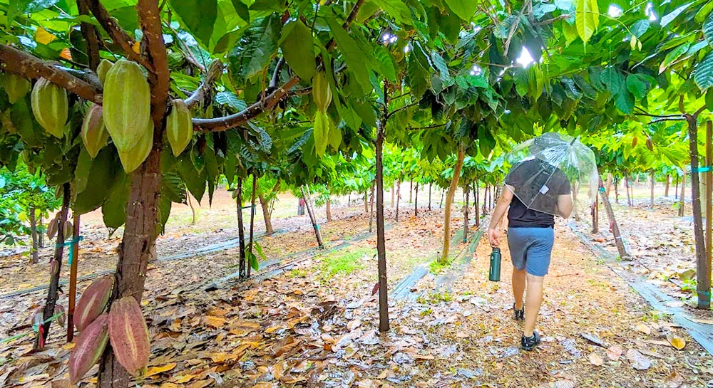 on the left, a cacao tree is the main focus of the image. There are full size cacao pods hanging from the lush green tree. The tree isn't tall, about an average person, so you can easily pick the pods. The pods higher on the tree are green, but there are three hanging off the tree trunk that are more red and brown. This tree is just one of many in a row. There's a man walking away, wearing shorts and a tshirt with a clear umbrella over his head, shielding himself from the rain. The ground is wet and muddy, and covered in leaves.