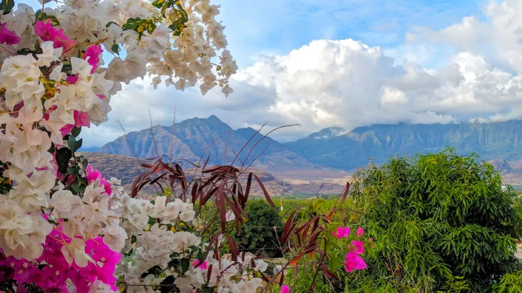 A beautiful juxtaposition of beautiful and rugged nature. Fresh and bright white and vibrant pink flowers frame the top and left side of the image. They almost perfectly wrap around a mountain range in the distance. But it's rugged, not luscious green but a red rock and bare of any habitation. The mountain range goes all the way to the right side of the image. The right side is half covered by incoming thick clouds. 