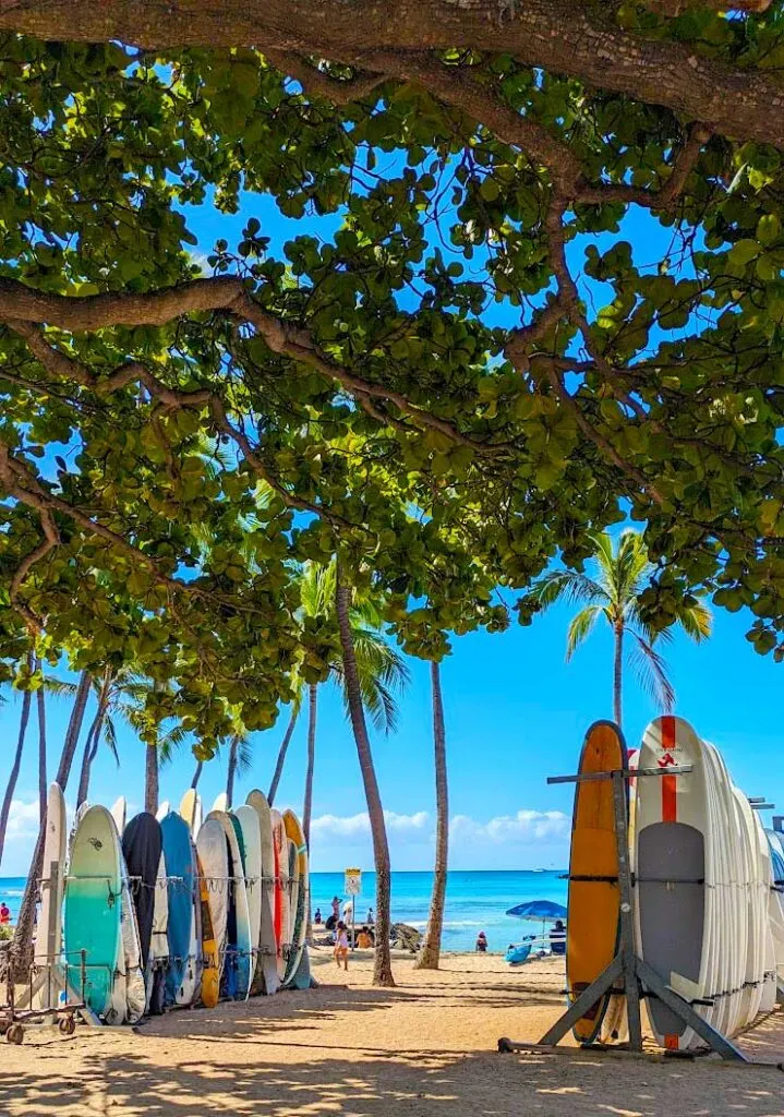 an iconic thing to do on waikiki beach is to surf. A tree branch is filled with leaves and takes over the top half of the photo. Below, are two rows of tall surfboards all in a line, locked up as skis would be at the bottom of a ski hill. They're on warm yellow sand though instead of snow.  You can see the crisp blue waters behind them. As well as an umbrella set up and people in the water. 