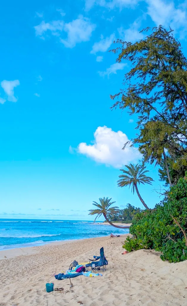 the perfect beach view. The beige sands leads you slightly downhill into the ocean. There's a sit of empty chairs and beach towels in the middle of the way. But just beyond the chairs, is a strange palm tree that goes towards the water rather than towards the sky. 