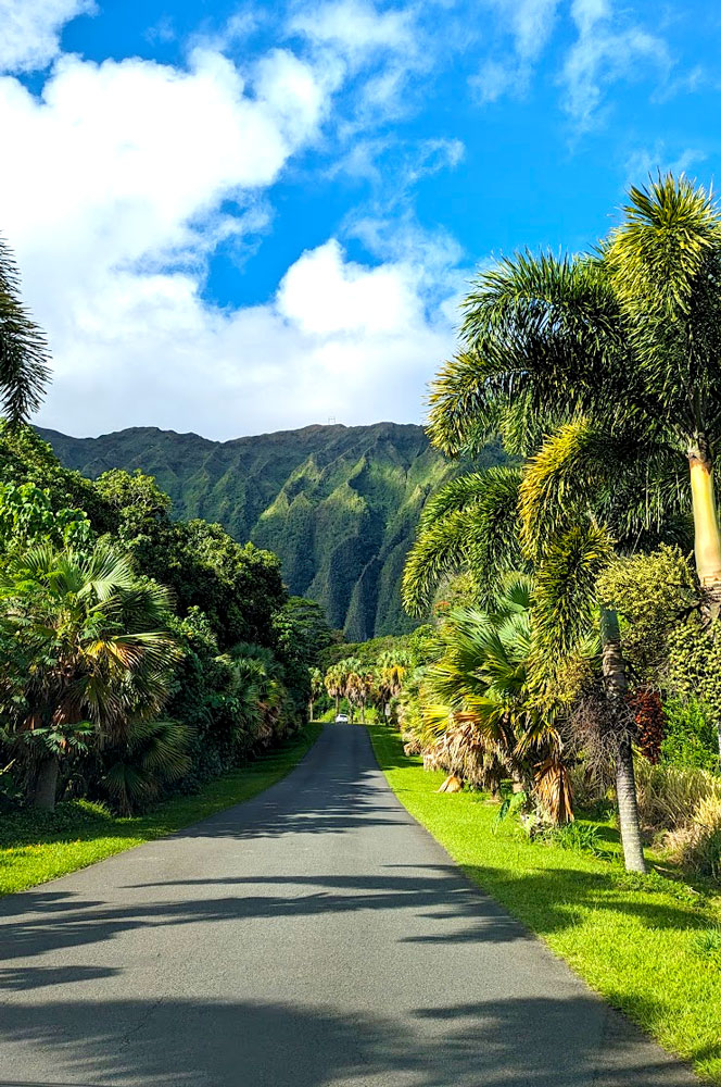 A paved roads surrounded by brightly lit greenery all around. From the green grass, to the lush palm teres on eitehr side. And finally there's a mountain with ridges in the distance, at the end of the road that covered in green. The clouds are moving above it, but you can still see blue skies on the right