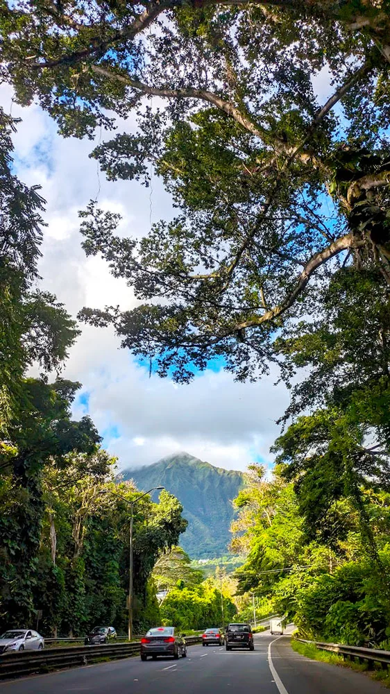 an epic highway drive on the windward coast oahu. A large tree towers from the ground way above the highway from the right all the way to the top left of the frame. Behind it is the blue spotted sky with grey clouds. In the distance, you're driving towards a giant mountain. 