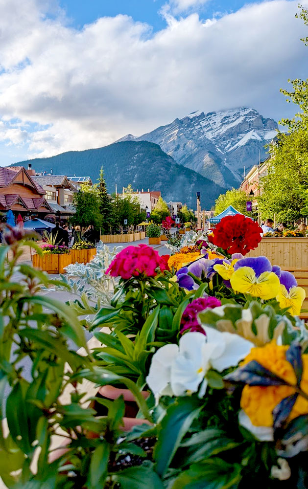 a bright vibrant image of different coloured flowers on the bottom, hiding your view of the town of banff but fully seeing the large mountain that looms over it. It's still snow capped, and a cloud is starting to encompass the top