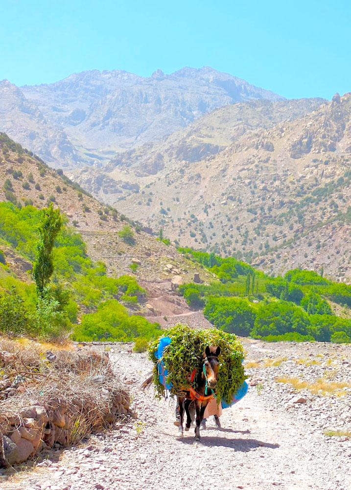 a mule carries a lot of leafy greens on his back, at least it's not heavy. He's walking on a gravel path, through a valley in the mountains.
