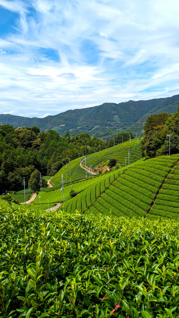 rolling hills in japan with tea bushes creating texture and allure to the photo. They go off into the distance, and the bright blue sky above