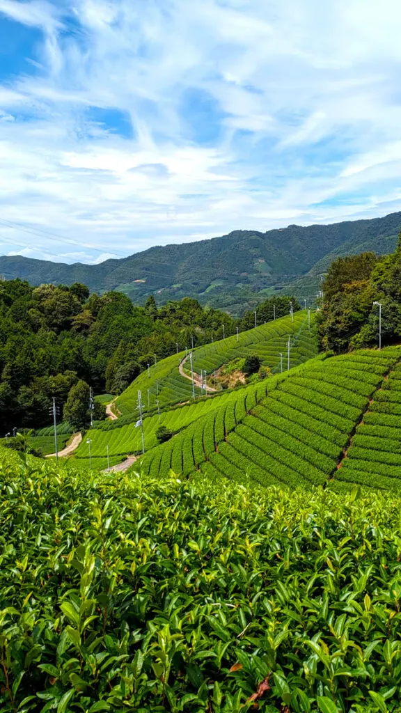 Tea In Japan: 10 Best Experiences For Tea Lovers | Afternoon Tea Reads