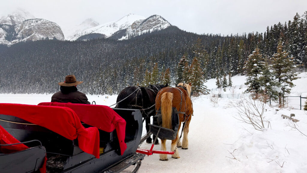 the back of a horse drawn carriage by two large horses and red blankets line the sleigh. A man sit with a wide brim hat in the first row. They horses are leading towards an expansive forest, lightly topped with snow and large snow covered mountains behind. 